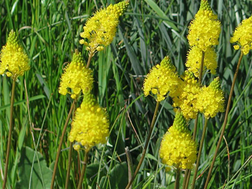 Bulbinella Plants