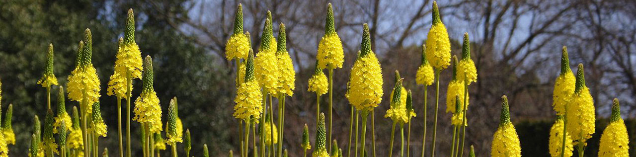 Dianas Bulbinella and Hoodia