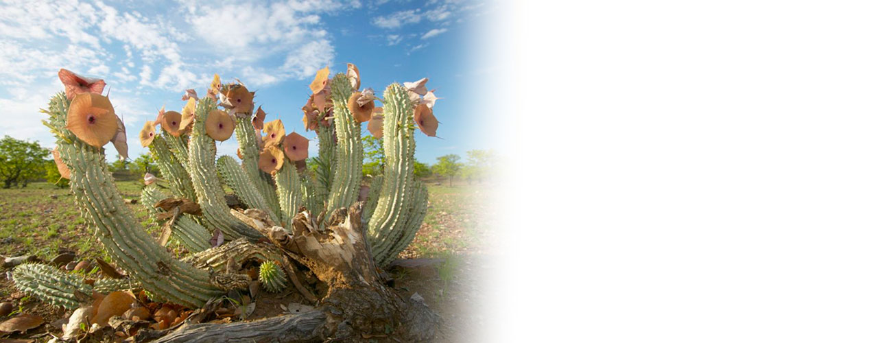 Hoodia Weight loss